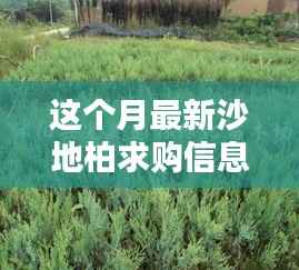 本月沙地柏求购信息一览,最新求购概览及市场动态