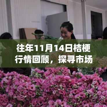往年11月14日桔梗行情回顾,探寻市场变迁脉络
