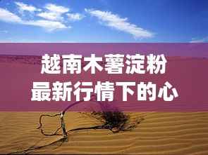 越南木薯淀粉最新行情下的心灵探索之旅,自然美景与宁静港湾的探寻