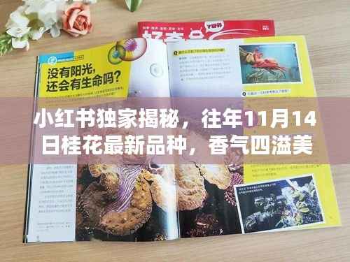 小红书独家揭秘,往年11月14日桂花最新品种,香气四溢美不胜收!