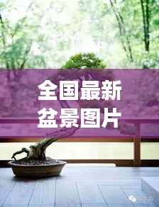 全国最新盆景图片集锦,寻找内心的宁静与自然的魔法之旅