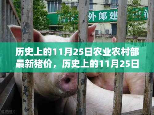 历史上的11月25日猪价走势与农业农村部最新动态背后的故事揭秘