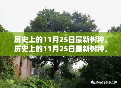 历史上的11月25日最新树种深度解析,全新特性与用户体验探讨