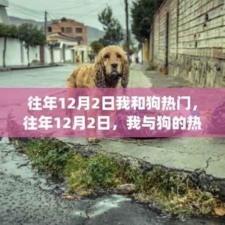 我与狗的热潮,情感与责任的交织——历年12月2日的回忆