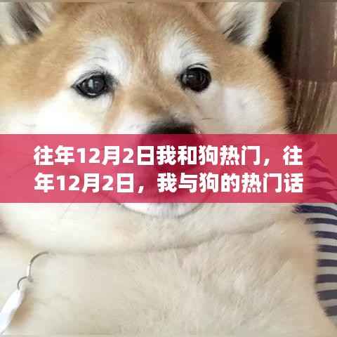 我与狗的热潮,情感与责任的交织——历年12月2日的回忆