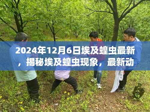 2024年12月6日埃及蝗虫最新,揭秘埃及蝗虫现象,最新动态与解析(2024年12月6日版)