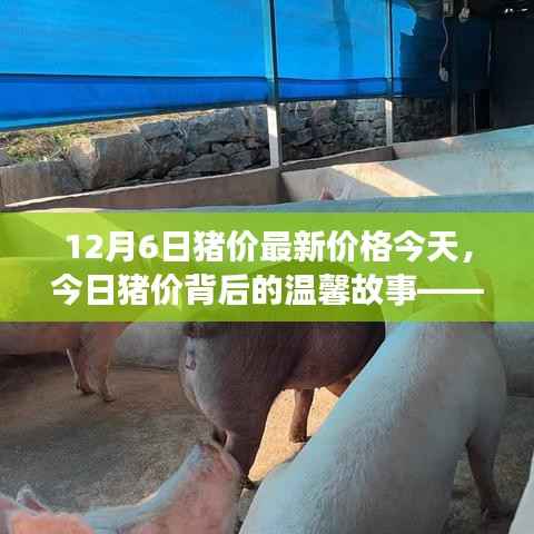 今日猪价背后的故事,猪圈趣事与友情的纽带