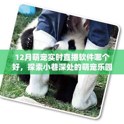 探索小巷深处的萌宠乐园,12月最佳萌宠实时直播软件推荐