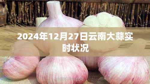 关于云南大蒜在2024年12月27日的最新动态报告