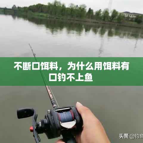 不断口饵料,为什么用饵料有口钓不上鱼