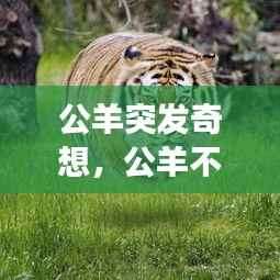 公羊突发奇想,公羊不停的叫怎么回事