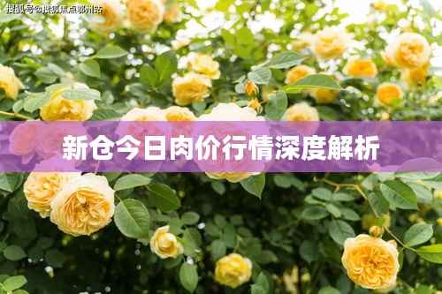 新仓今日肉价行情深度解析