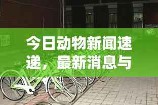 今日动物新闻速递,最新消息与动态报道