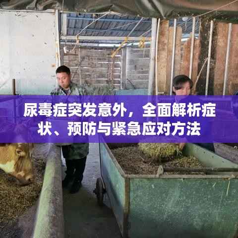 尿毒症突发意外,全面解析症状、预防与紧急应对方法