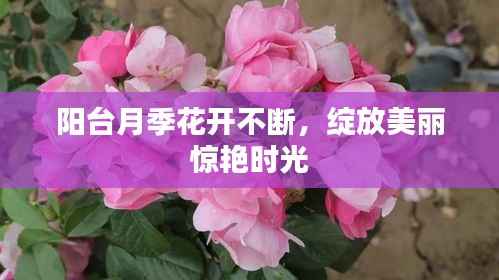 阳台月季花开不断,绽放美丽惊艳时光