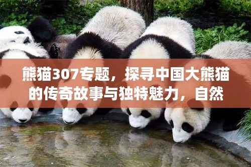 熊猫307专题,探寻中国大熊猫的传奇故事与独特魅力,自然之宝的魅力之旅