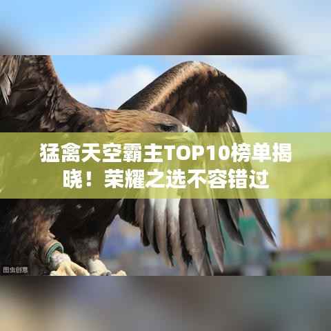 猛禽天空霸主TOP10榜单揭晓！荣耀之选不容错过