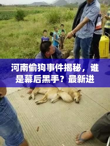 河南偷狗事件揭秘,谁是幕后黑手?最新进展曝光