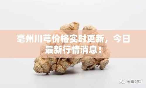 毫州川芎价格实时更新,今日最新行情消息!
