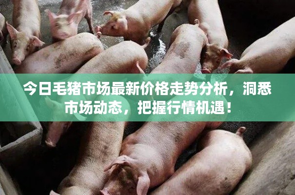 今日毛猪市场最新价格走势分析,洞悉市场动态,把握行情机遇!